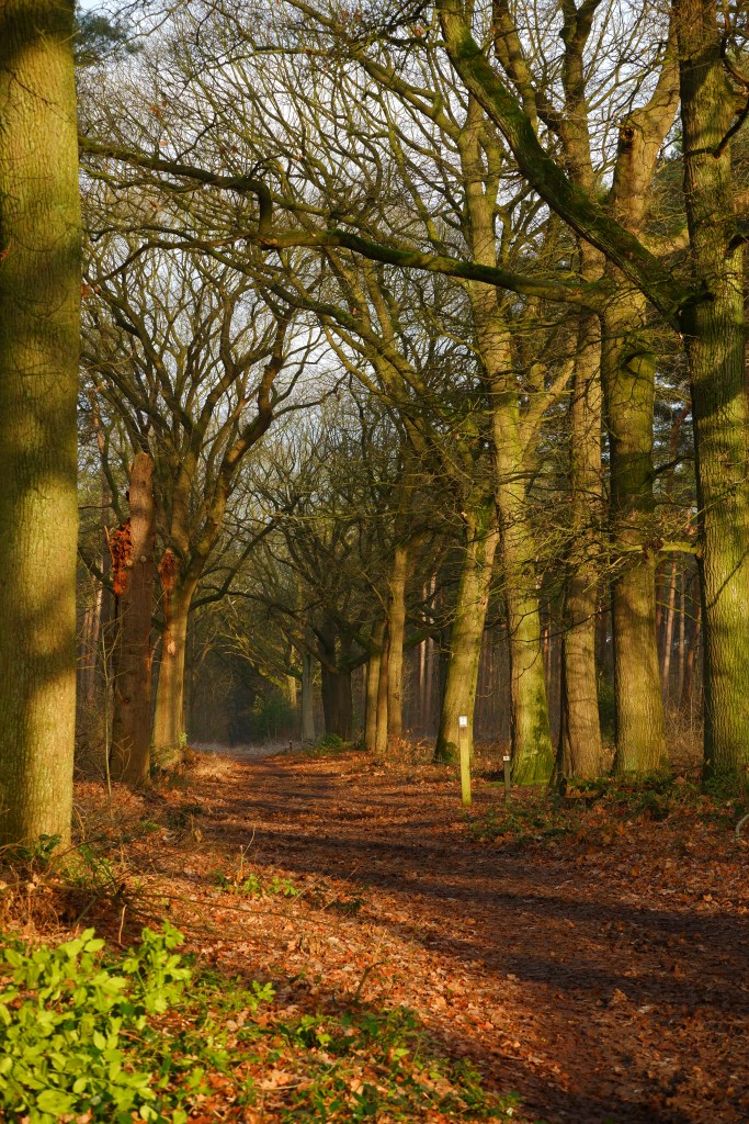 fotografie natuurfotografie fotografietips landschapsfotografie bosfotografie zijlicht belichting