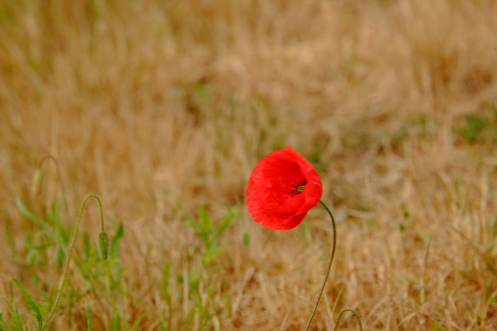 fotografietips fotograferen klaproos basisbegrippen fotografie natuurfotografie bloemen