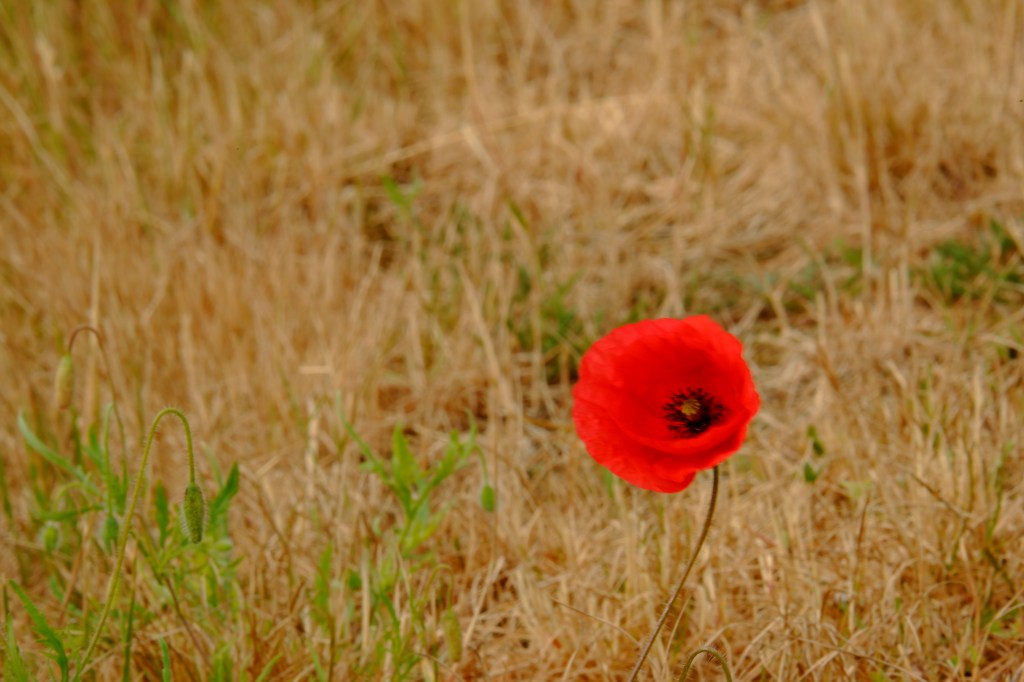 fotografietips fotograferen klaproos basisbegrippen fotografie natuurfotografie bloemen