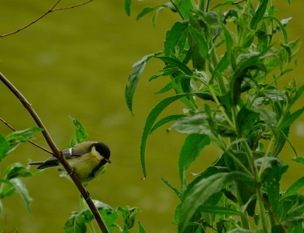 fotografietips fotograferen vogel basisbegrippen fotografie natuurfotografie 