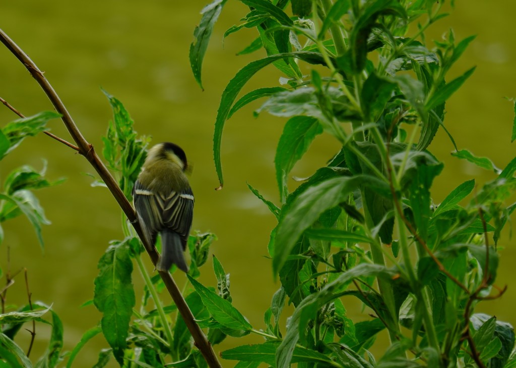 fotografietips fotograferen vogel basisbegrippen fotografie natuurfotografie 