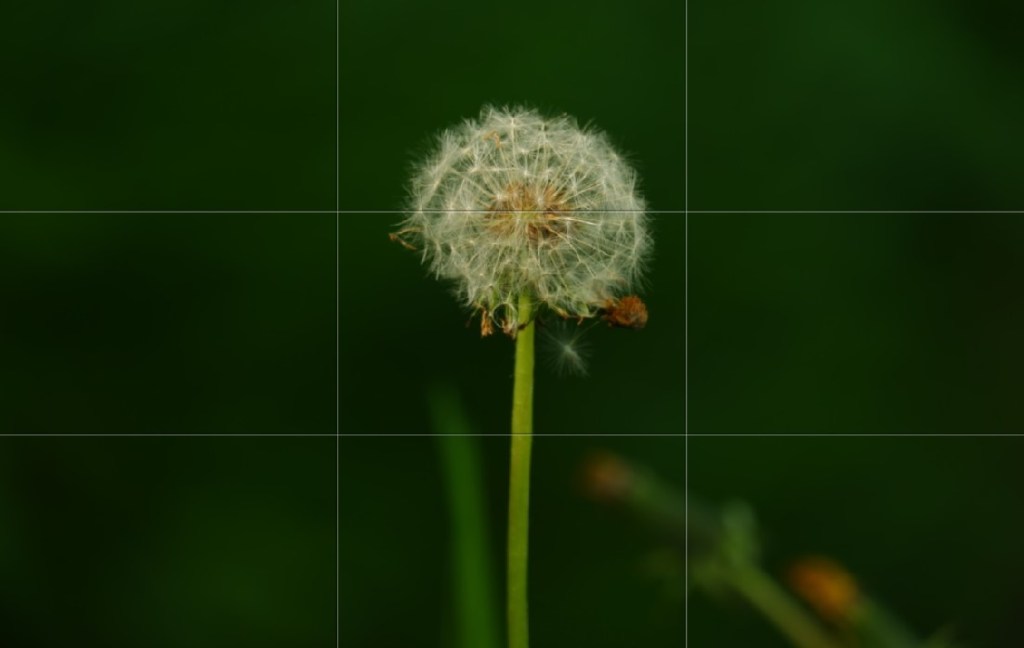 paardenbloem fotografie fotografietieps making off
natuurfoto fotograferen 
natuurfotografie