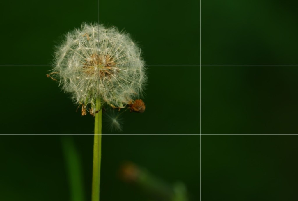 paardenbloem fotografie fotografietieps making off
natuurfoto fotograferen 
natuurfotografie